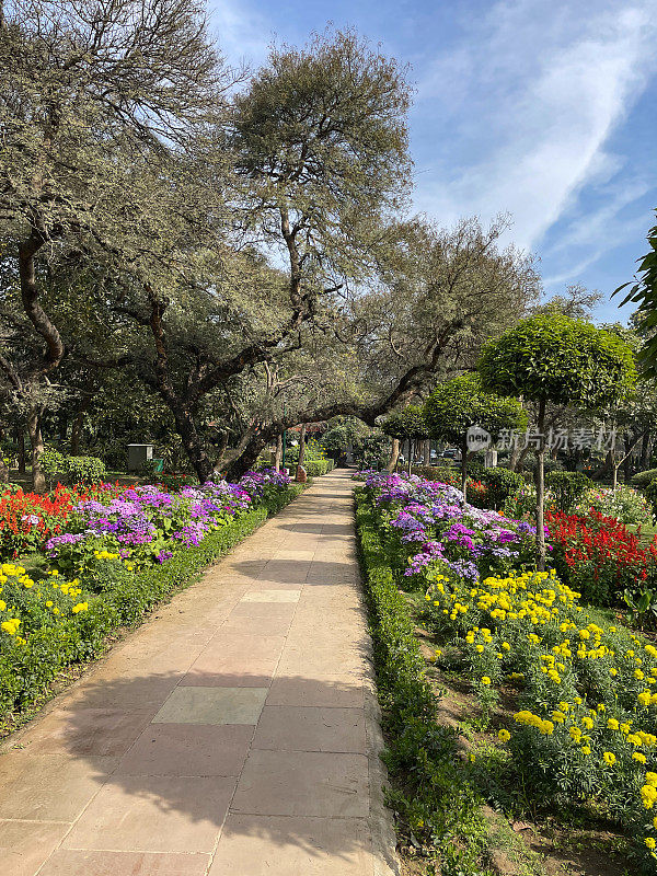 Image of cultivated flower borders of bedding plants lining paved pathway in Lodhi Gardens public park, flowerbeds with yellow pot marigolds (Calendula officinalis), cineraria (Pericallis × hybrida), diminishing perspective